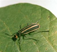 blister beetle on leaf