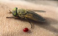 greenhead horse fly with drop of blood