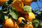 satsuma tangerines on a tree