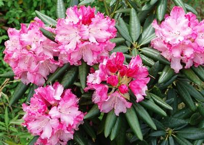 southgate brandi rhododendron