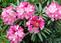 southgate brandi rhododendron