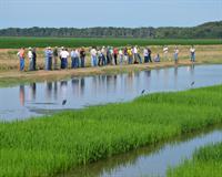 north Louisiana rice field day