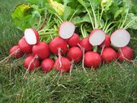 Roxanne radish