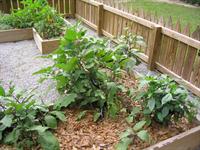 raised beds close-up