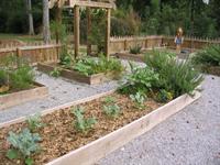 raised beds with vegetables