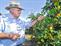 Romero picking satsumas