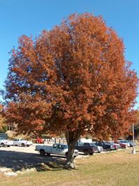 nuttall oak