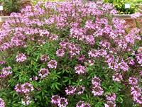 Senorita Rosalita Cleome