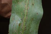 sugarcane aphids on grain sorghum