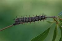 buck moth caterpillar