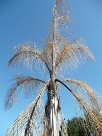damaged queen palm
