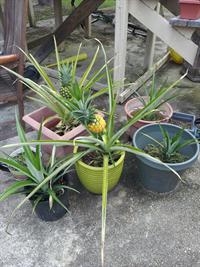 pineapple in pot