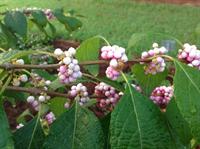 pink beautyberry