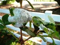 azalea leaf gall