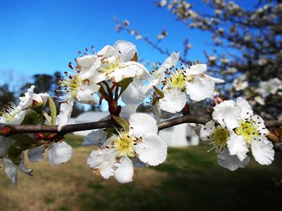 mayhaw flowers